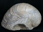 Gryphaea (Devil's Toenail) Fossil Oyster - Jurassic #9906-1